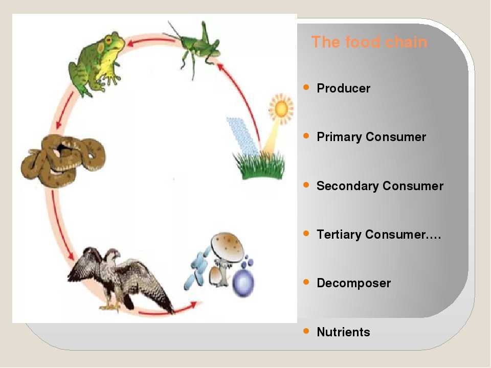 Пищевая цепочка примеры