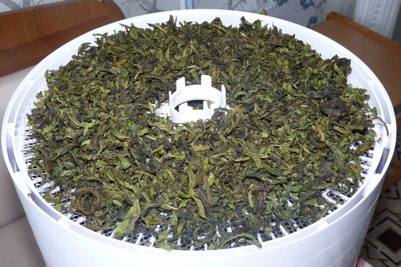 Трава иван-чай: где растет, описание, время сбора, правила заготовки, полезные свойства и противопоказания