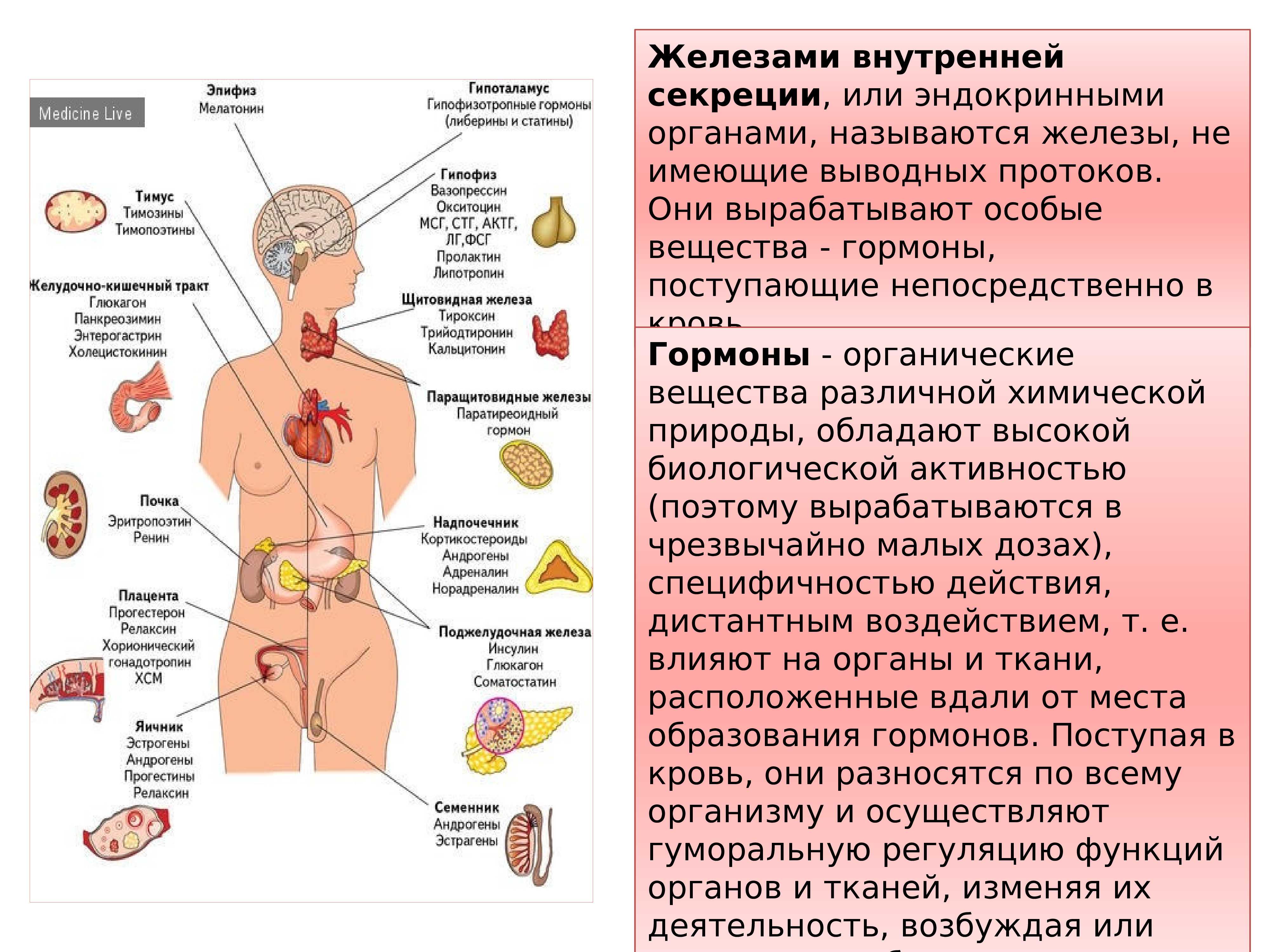 Основные системы органов человека - названия, функции и иллюстрация — природа мира