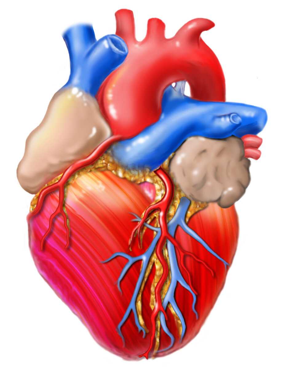 Анатомия сердца: фото, где именно находится сердце у человека, строение сердца, оболочки и клапаны