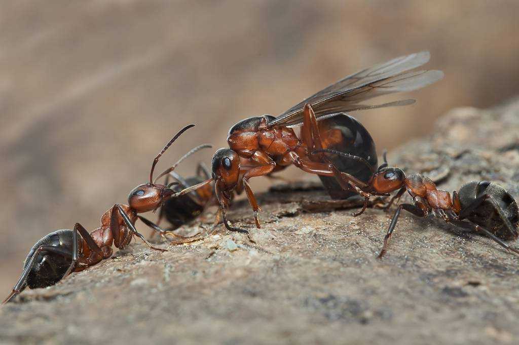 У муравьев столько же сестер сколько. Рыжий Лесной муравей (Formica Rufa). Муравьи Формика Руфа. Муравьи Формика Руфа матка. Рыжий Лесной муравей Formica Rufa матка.