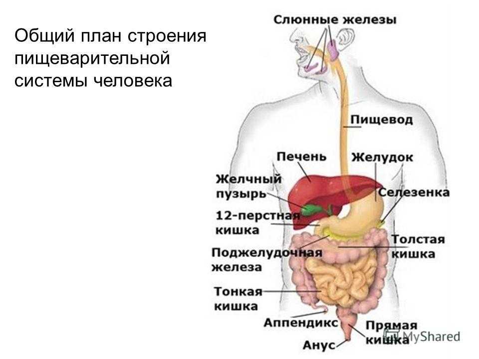 Рот пищевод желудок кишечник. Внутреннее строение человека пищеварительная система. Схема строения пищеварительной системы. Строение пищеварительной системы орган, строение и функции. Строение пищеварительного тракта человека схема.