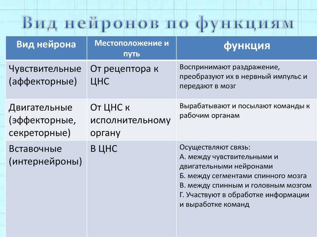 Таблица видов функций. Типы и функции нейронов. Виды нейронов таблица. Виды нейронов и их функции. Виды и функции нейронов таблица.