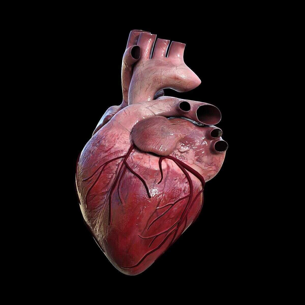 Кардиогенез :: ангиология. строение сердца (сапин м.р. анатомия человека 1986). лекция по анатомии