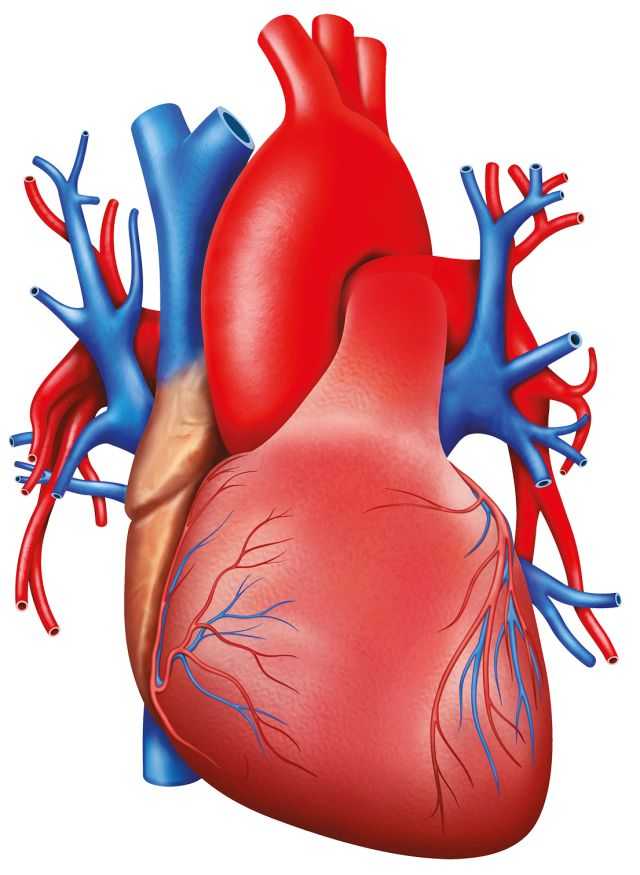 Сердце. атлас: анатомия и физиология человека. полное практическое пособие