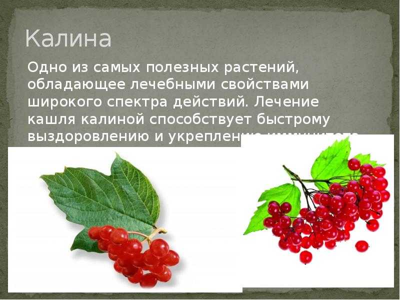 Калина: польза ягод для здоровья взрослого и ребёнка, вред и противопоказания калины красной