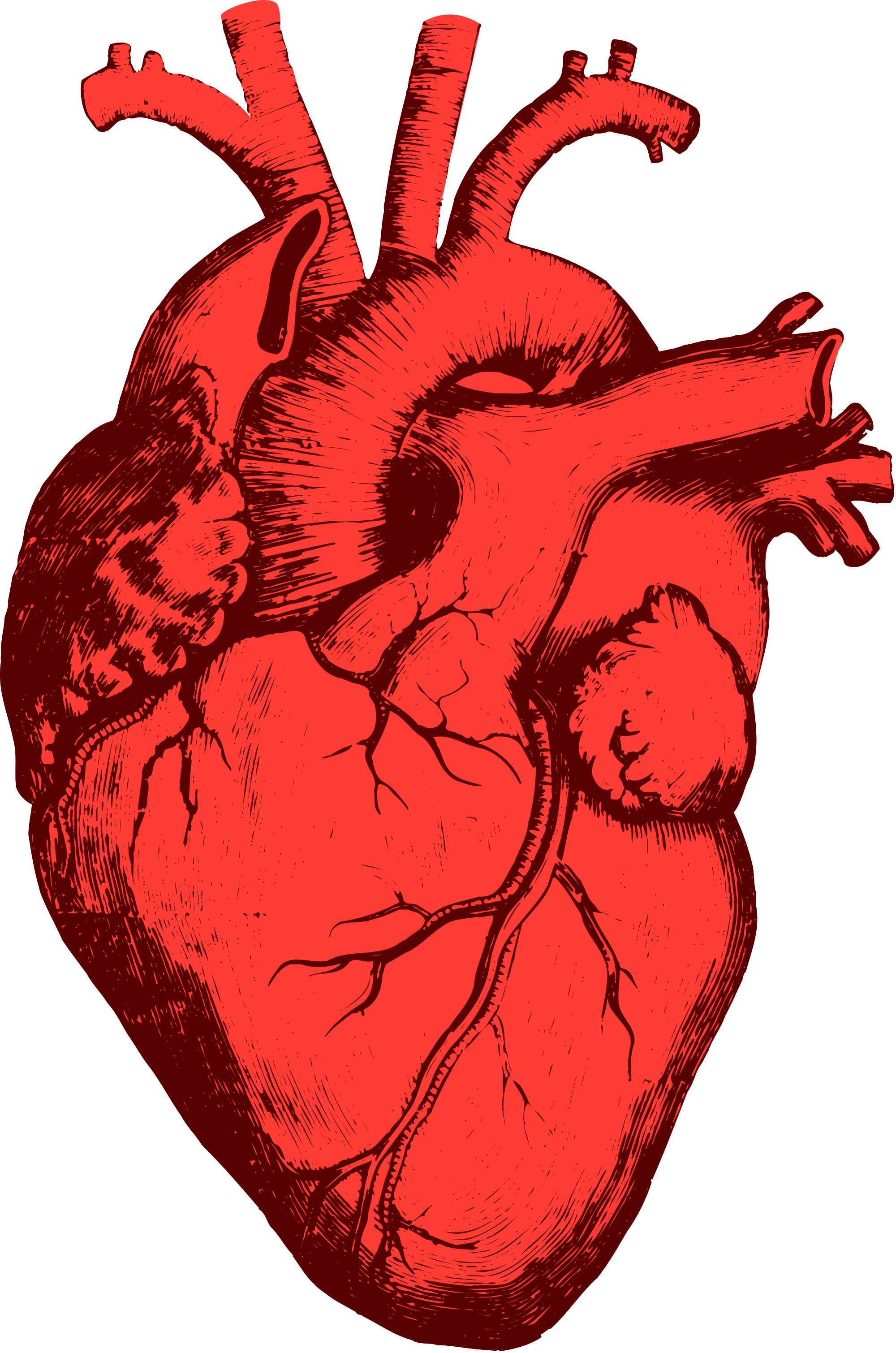 Сердце человека: анатомия и физиология главного органа