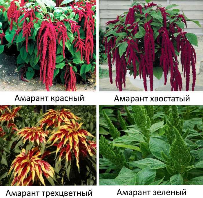 Растение амарант: полезные свойства (фото). как выращивать амарант? :: syl.ru