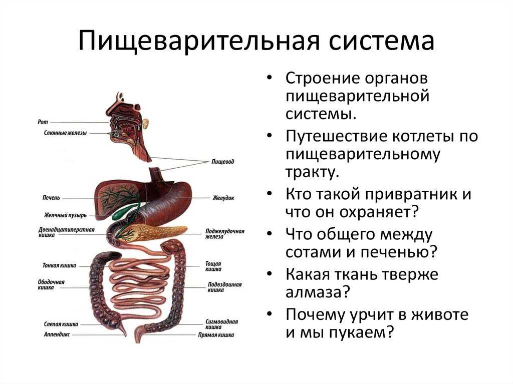 В какую систему органов входит желудок. Строение пищеварительного канала человека. Основные элементы пищеварительной системы. Пищеварительный тракт человека схема по порядку. Пищеварительная система человека строение для детей.
