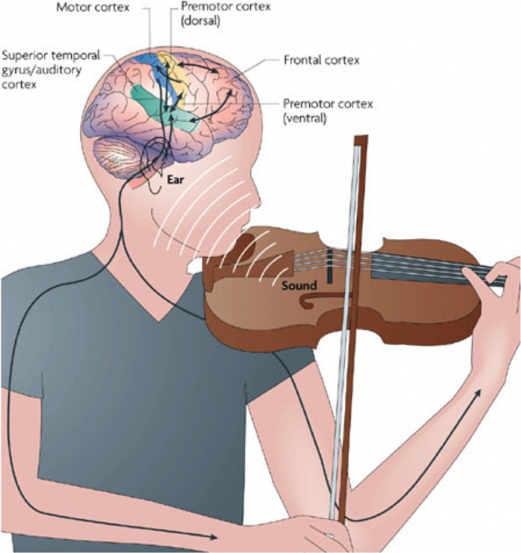 Как музыка помогает человеку. Мозг и музыкальные инструменты. Влияние скрипки на мозг. Мозг музыканта. Игра на музыкальных инструментах мозг.