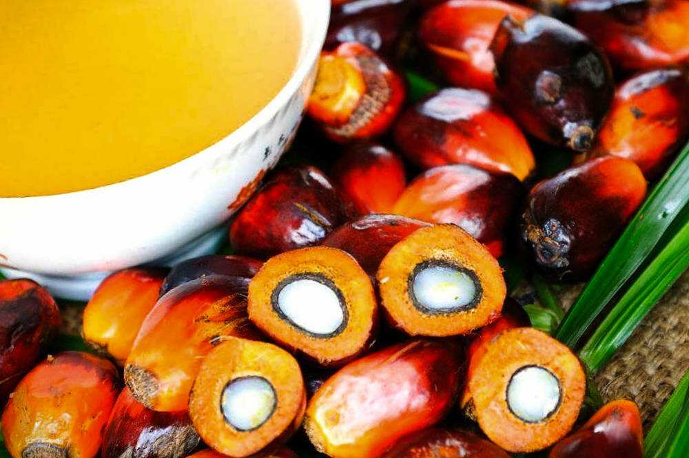 На стороне зла. пальмовое масло может делать рак более агрессивным? | продукты питания | полезный выбор | аиф аргументы и факты в беларуси