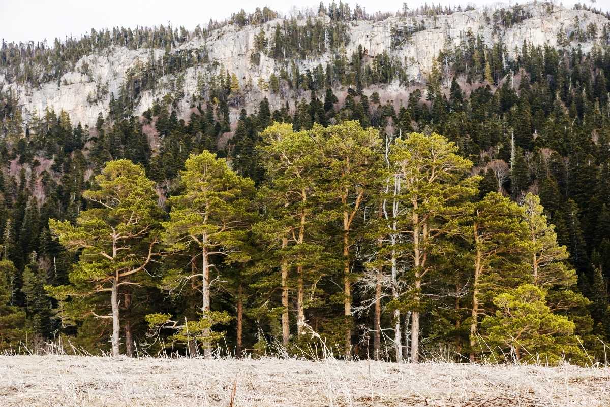 Почему на старых фотографиях нет деревьев