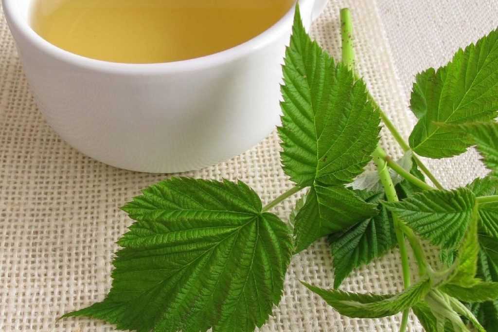 Полезные свойства чая из листьев малины, кому полезен чай из малиновых листьев, как заварить чай из листьев малины