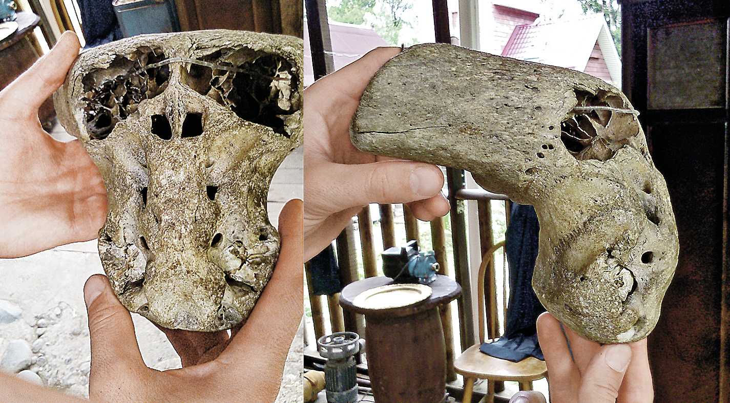 Самый древний череп человека. Чемоданчик Аненербе с черепами неизвестных. Сундук Аненербе в Адыгее. Анненербе находка в Адыгее.