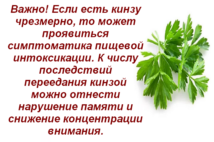 Кориандр, кинза:свойства. отвары и настои