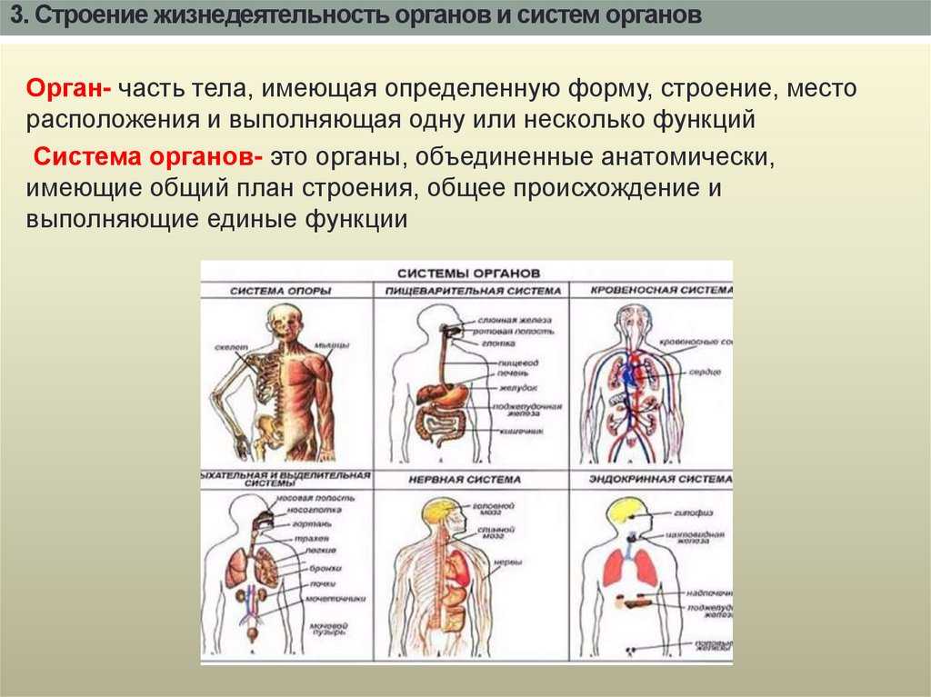 Частью каких систем является человек. Системы органов организма человека. Системы органов человека 5 класс биология. Строение организма человека: органы, системы органов, организм.. Система органов в организме и их роль.