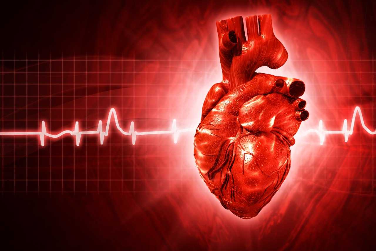 Строение сердца. нормальная анатомия человека: конспект лекций