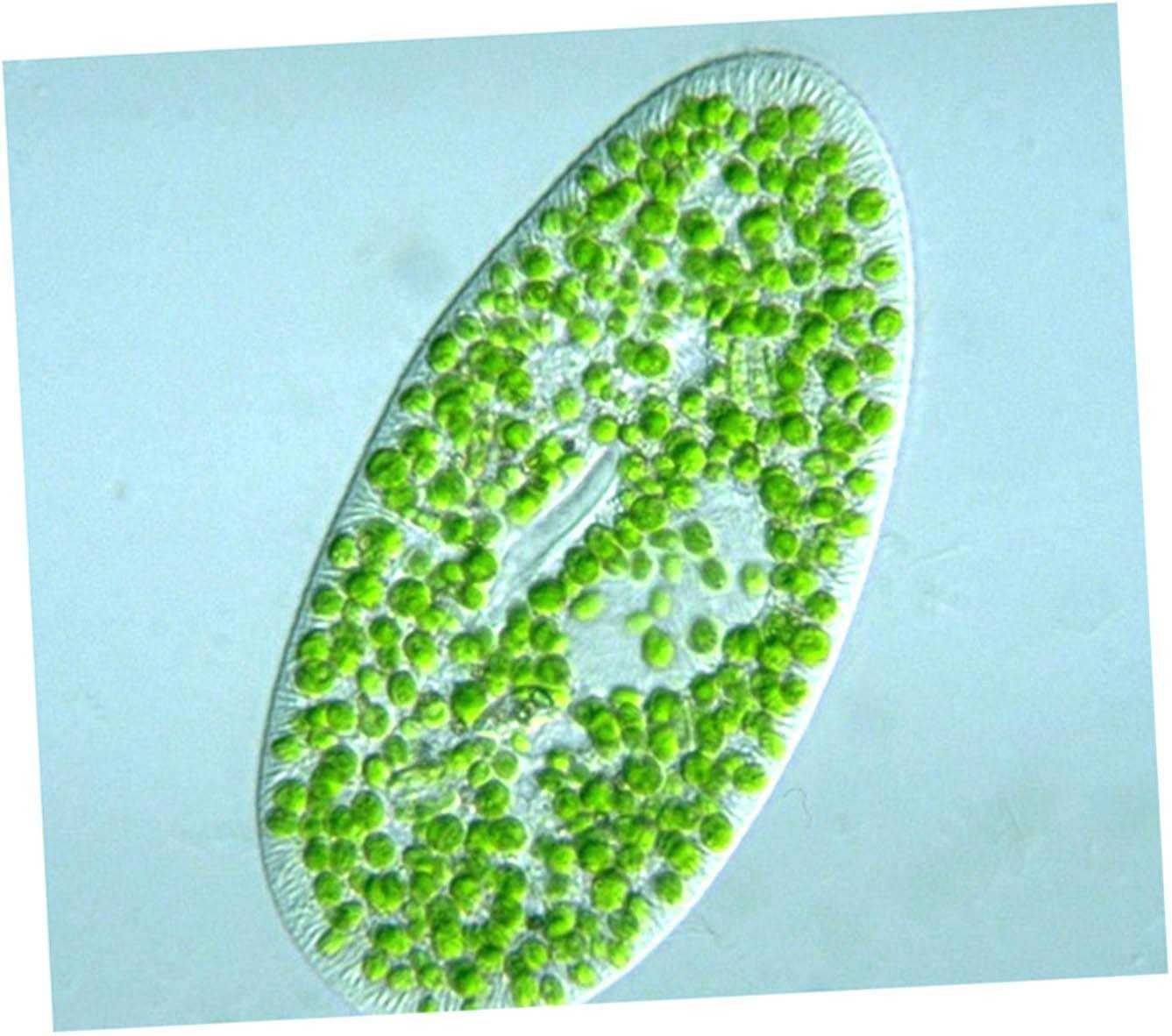 Одноклеточная брюс. Одноклеточная водоросль хлорелла. Микроводоросли хлорелла. Хлорелла вульгарис. Зеленые водоросли хлорелла.