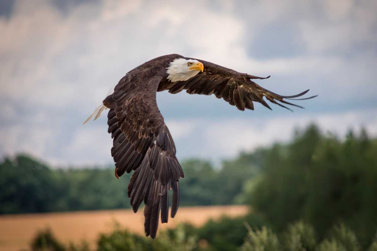 Орел — внешний вид и описание особенностей, питание, ареал обитания, размножение + 85 фото
