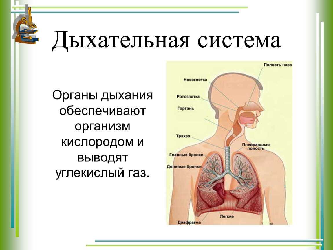 Дыхательная система человека – функции, схема строения и органы