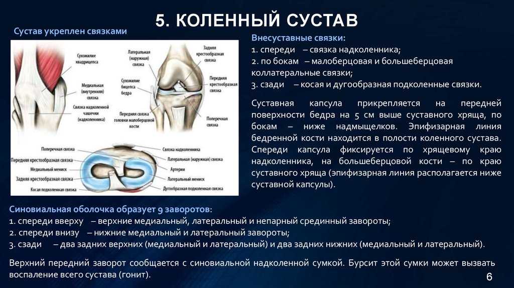 Анатомия мышц голени человека – информация: