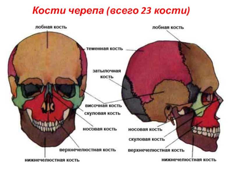Назови кости черепа. Строение кости черепа человека. Строение черепа спереди и сбоку. Скелет головы череп анатомия. Парные и непарные кости черепа.