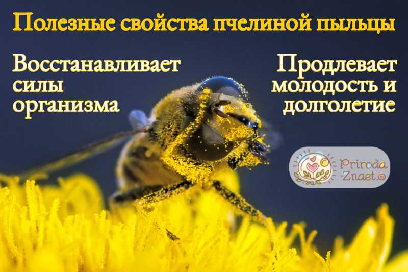 Пыльца лечение. Пыльца пчелиная. Пыльца пчелиная полезные свойства. Продукты пчеловодства пыльца. Полезные пчелы.
