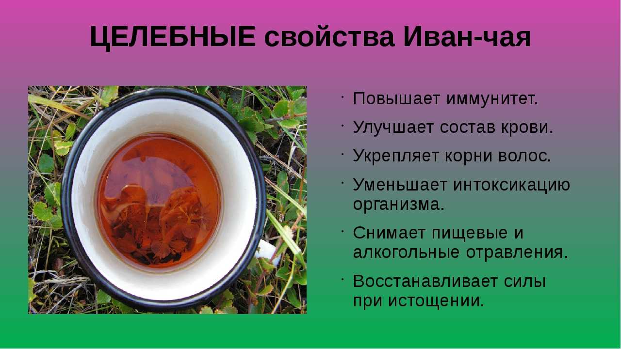 Иван чай польза и вред