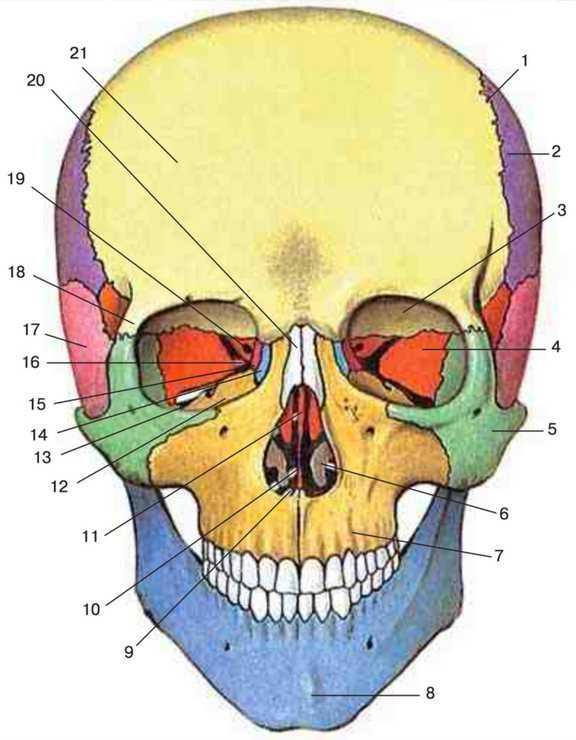 Анатомия черепа человека подробно описана в этой статье