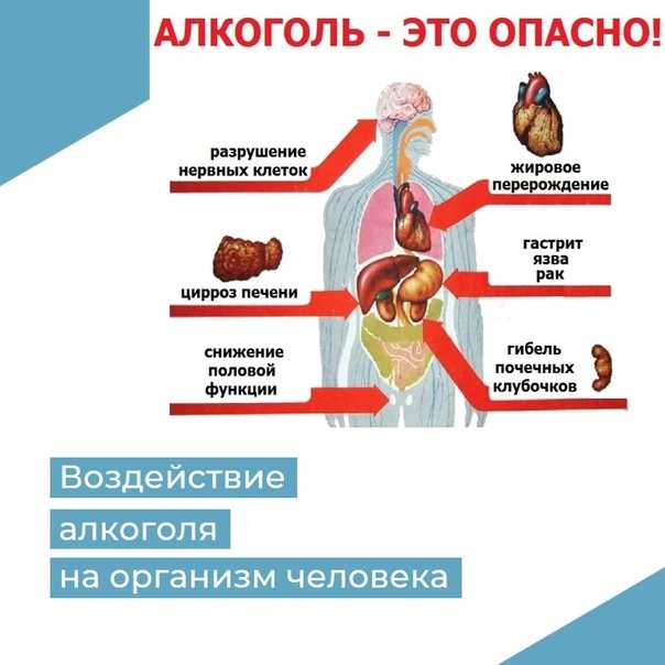 Алкоголь: биология, анатомия