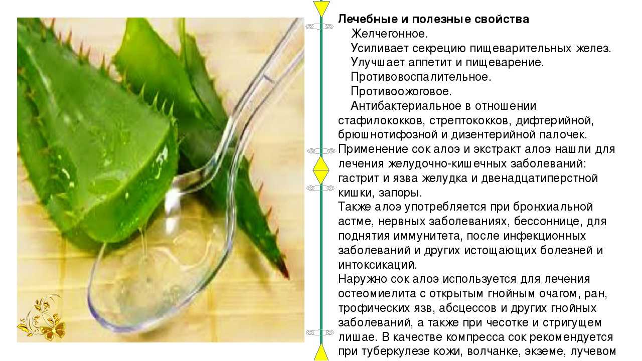 Рецепты из алоэ с мёдом для укрепления иммунитета | ✔ukrepit-immunitet.ru