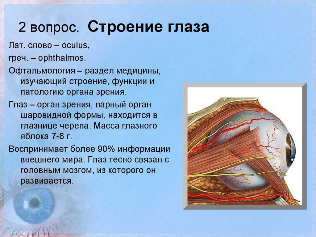 Анатомическое строение и функции глаза человека: особенности, схема с обозначениями, описанием. анатомический рисунок глаза человека 