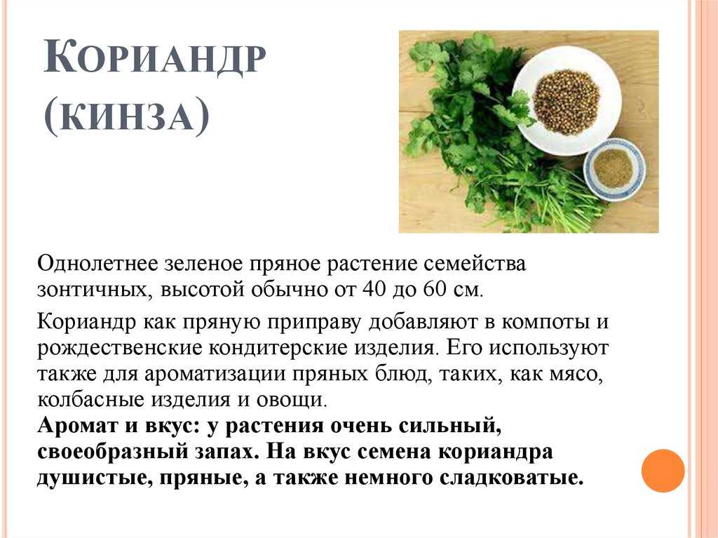 Кинза и кориандр отличие, применение - траварт