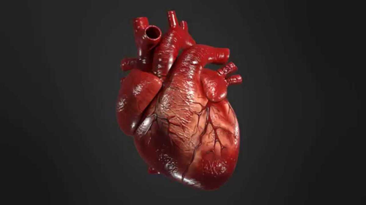 Анатомия сердца. строение и работа сердца :: syl.ru