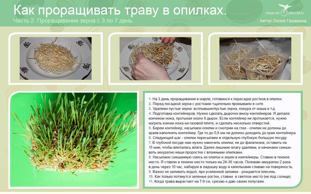 Как прорастить пшеницу: подробное описание домашних способов проращивания