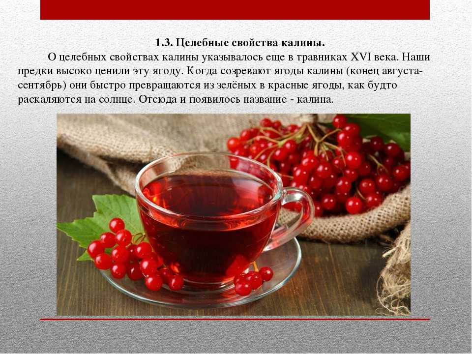 7 полезных свойств калины для здоровья, а также противопоказания и рецепты на её основе