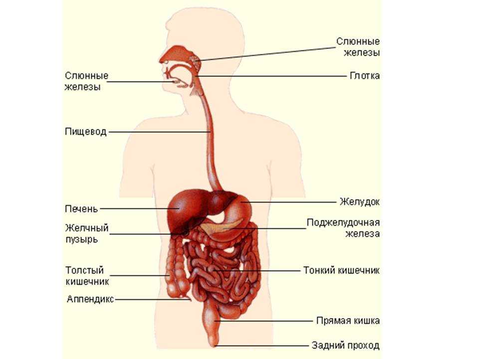 Строение человека система органов. Анатомия человека органы желудочно кишечный тракт. Пищеварительная система анатомия органов пищеварения. Анатомия и строение желудочно кишечного тракта. Расположение органов пищеварительной системы у человека.